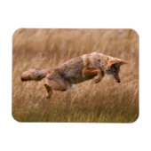 Coyote Leaping - Gibbon Meadows Magnet (Horizontal)