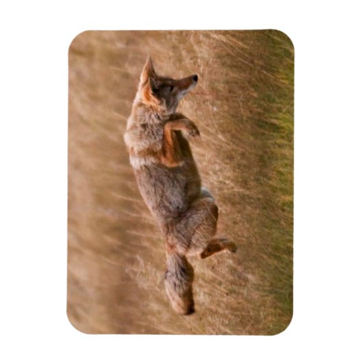 Coyote Leaping - Gibbon Meadows Magnet (Vertikal)