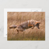 Coyote Leaping - Gibbon Meadows Postkarte (Vorne/Hinten)