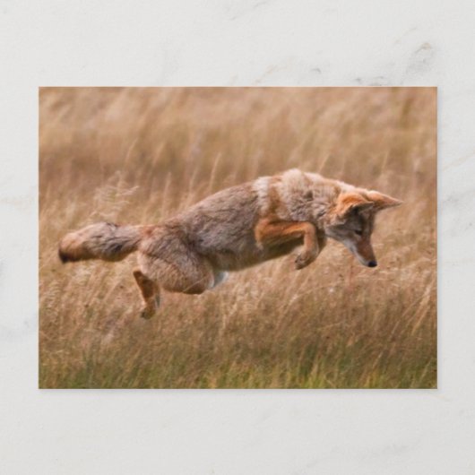 Coyote Leaping - Gibbon Meadows Postkarte (Vorderseite)