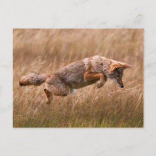 Coyote Leaping - Gibbon Meadows Postkarte