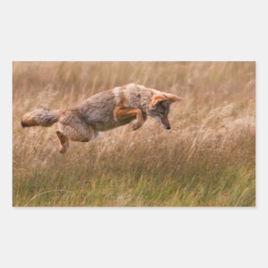 Coyote Leaping - Gibbon Meadows Rechteckiger Aufkleber (Vorderseite)