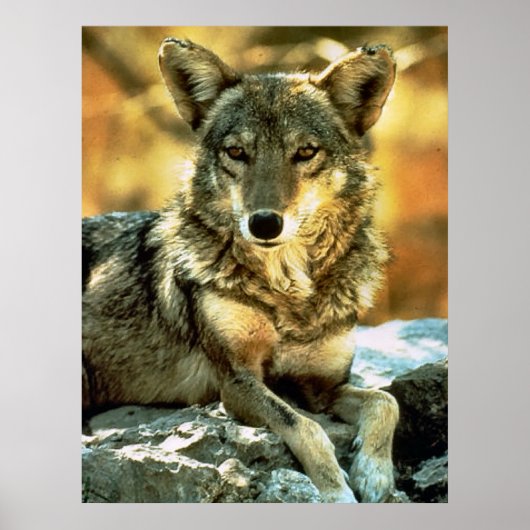 Coyote Lovers Geschenke Poster (Vorne)