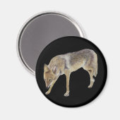 Coyote Magnet (Vorderseite/Rückseite)