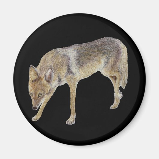 Coyote Magnet (Vorne)