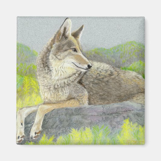 Coyote Magnet (Vorne)