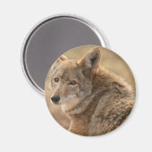 Coyote Magnet (Vorderseite/Rückseite)
