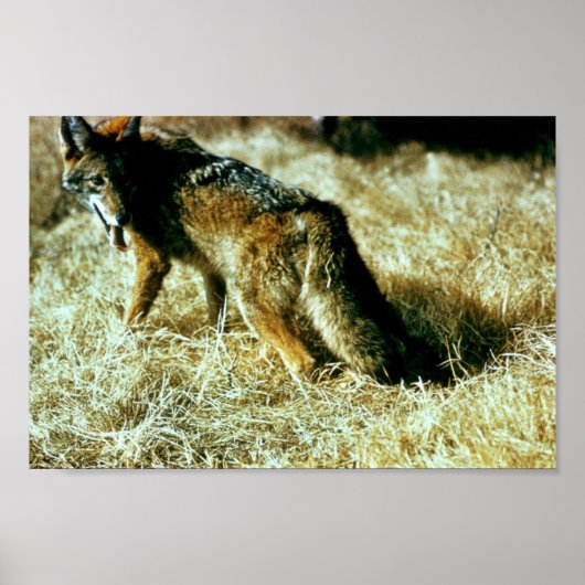 Coyote Poster (Vorne)