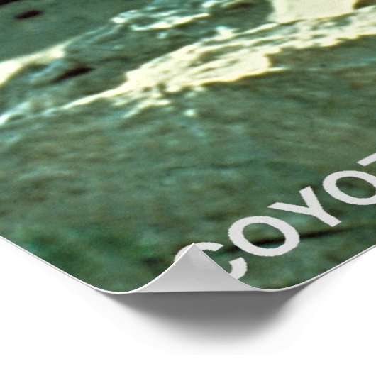 Coyote Poster (Ecke)