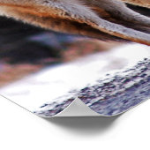 Coyote Poster oder Print (Ecke)