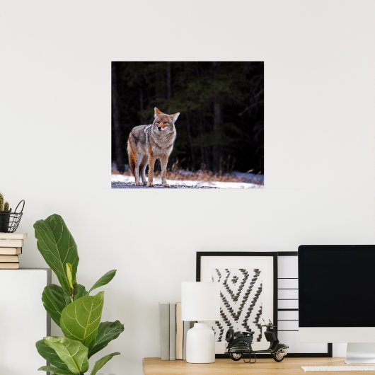 Coyote Poster oder Print (Heimbüro)