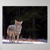 Coyote Poster oder Print (Vorne)