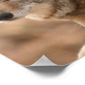 Coyote Poster Print (Ecke)