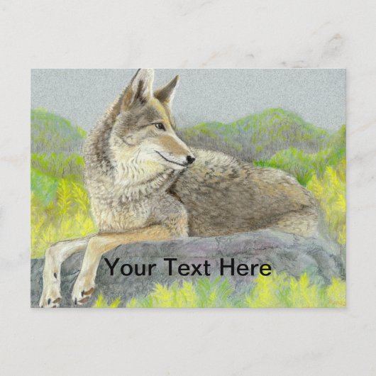 Coyote Postkarte (Vorderseite)