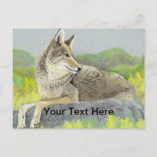 Coyote Postkarte