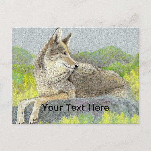 Coyote Postkarte (Vorderseite)