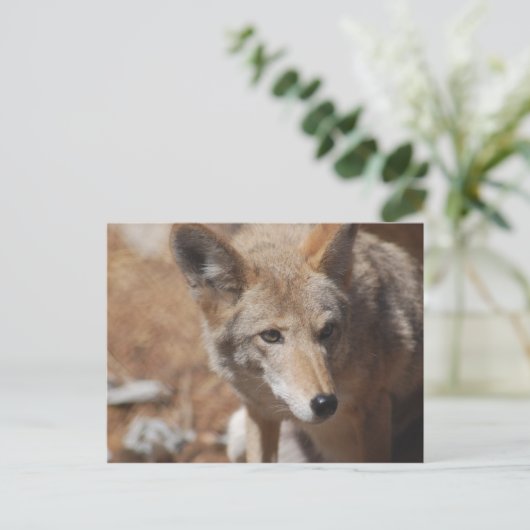 Coyote Postkarte (Stehend Vorderseite)