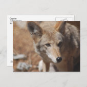 Coyote Postkarte (Vorne/Hinten)