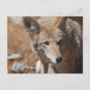Coyote Postkarte