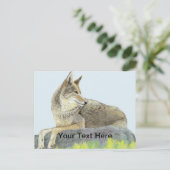 Coyote Postkarte (Stehend Vorderseite)