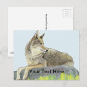 Coyote Postkarte (Vorne/Hinten)