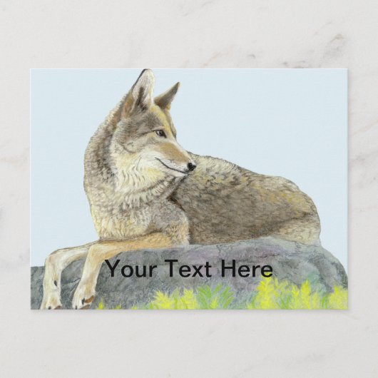 Coyote Postkarte (Vorderseite)