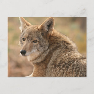 Coyote Postkarte