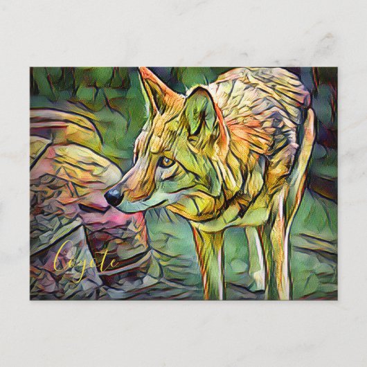 Coyote [Postkarte] Postkarte (Vorderseite)