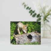 Coyote Pup - Was ist in diesem Protokoll? Postkarte (Stehend Vorderseite)