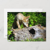 Coyote Pup - Was ist in diesem Protokoll? Postkarte (Vorne/Hinten)