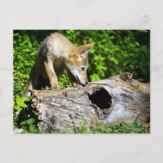 Coyote Pup - Was ist in diesem Protokoll? Postkarte (Vorderseite)