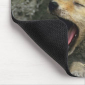 Coyote pup yawning mousepad (Ecke)