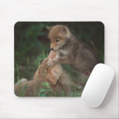 Coyote Puppies Wrestling (Canis Latrans) Mousepad (Mit Mouse)