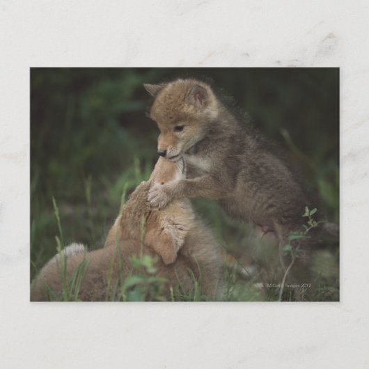 Coyote Puppies Wrestling (Canis Latrans) Postkarte (Vorderseite)