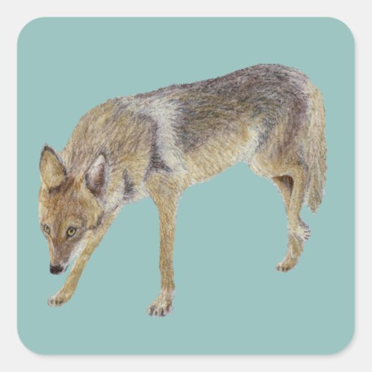 Coyote Quadratischer Aufkleber (Vorderseite)