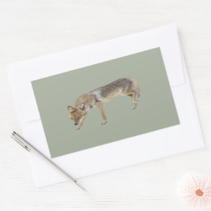 Coyote Rechteckiger Aufkleber