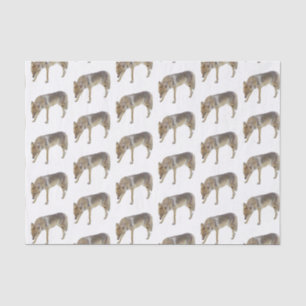 Coyote Seidenpapier