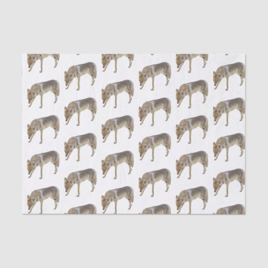 Coyote Seidenpapier (Vorderseite)