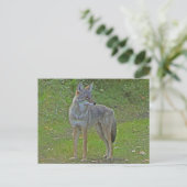 Coyote (Seitenansicht) Postkarte (Stehend Vorderseite)