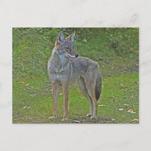 Coyote (Seitenansicht) Postkarte (Vorderseite)