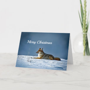Coyote Snow Foto Weihnachten