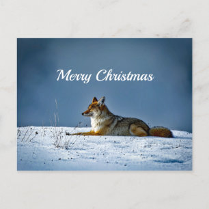 Coyote Snow Foto Weihnachten Postkarte