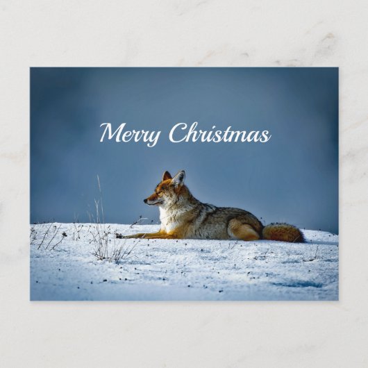 Coyote Snow Foto Weihnachten Postkarte (Vorderseite)