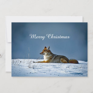 Coyote Snow Foto Weihnachtswohnung Feiertagskarte