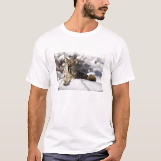 Coyote Snow Yawn T-Shirt (Vorderseite)