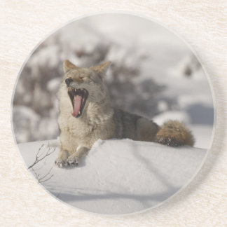 Coyote Snow Yawn Untersetzer