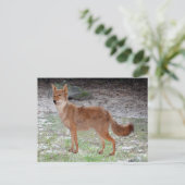 Coyote (South Dakota) Postkarte (Stehend Vorderseite)