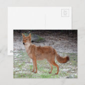 Coyote (South Dakota) Postkarte (Vorne/Hinten)