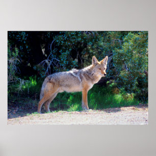 Coyote steht an einer Straße Poster
