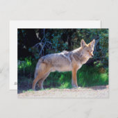 Coyote steht an einer Straße Postkarte (Vorne/Hinten)